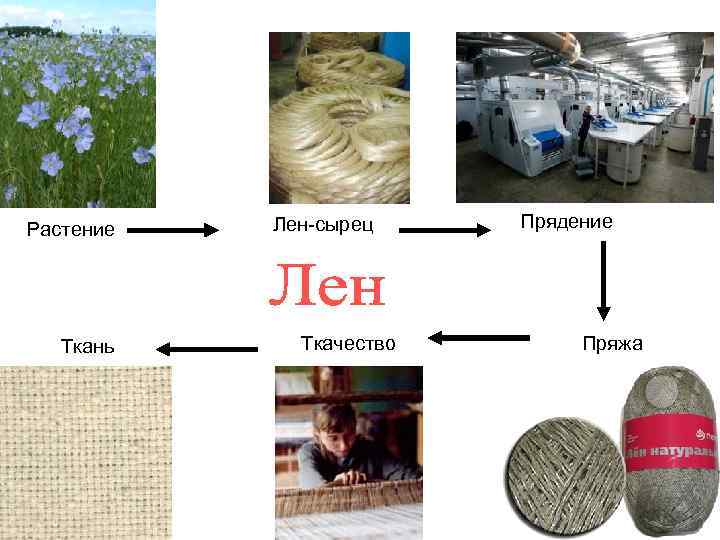 Растение Ткань Лен-сырец Ткачество Прядение Пряжа 