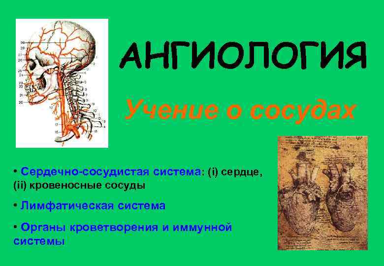 АНГИОЛОГИЯ Учение о сосудах • Сердечно-сосудистая система: (i) сердце, (ii) кровеносные сосуды • Лимфатическая