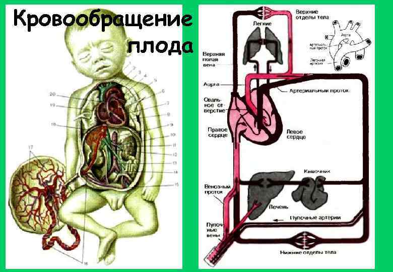 Кровообращение плода 