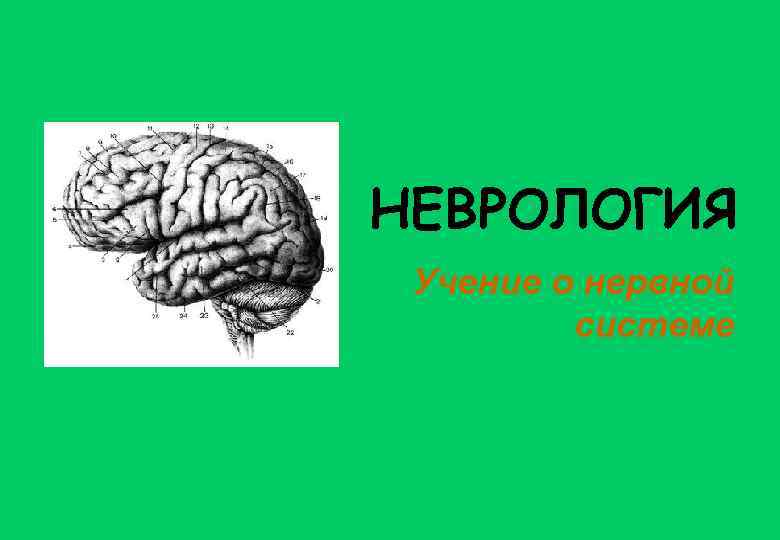 НЕВРОЛОГИЯ Учение о нервной системе 