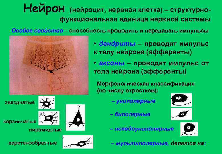 Нейрон (нейроцит, нервная клетка) – структурнофункциональная единица нервной системы Особое свойство – способность проводить
