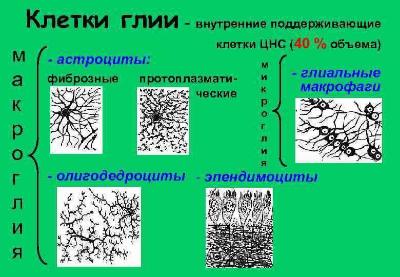 Клетки глии – внутренние поддерживающие м а к р о г л и я