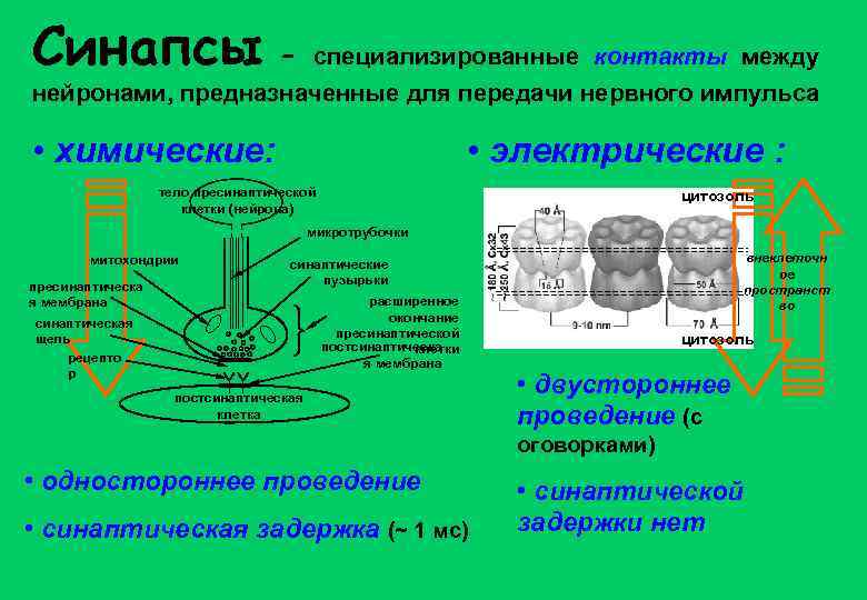 Синапсы – специализированные контакты между нейронами, предназначенные для передачи нервного импульса • химические: •