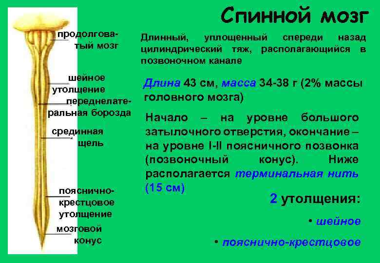 Спинной мозг продолговатый мозг Длинный, уплощенный спереди назад цилиндрический тяж, располагающийся в позвоночном канале