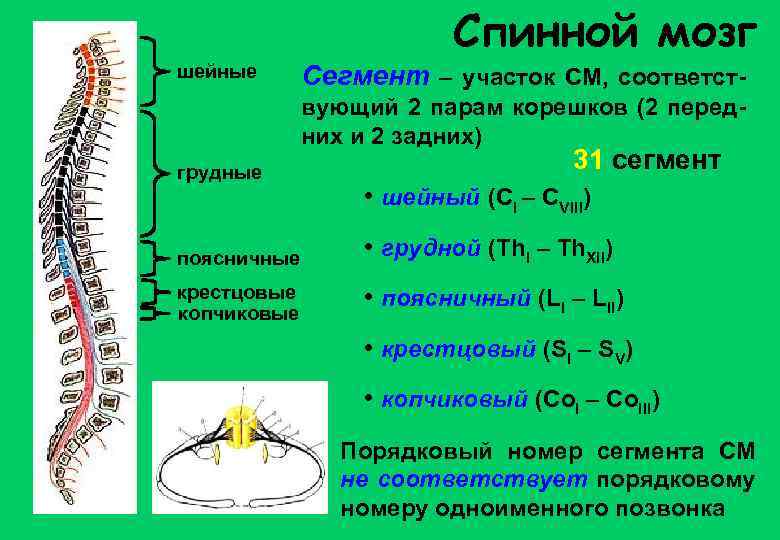 Спинной мозг шейные Сегмент – участок СМ, соответствующий 2 парам корешков (2 передних и