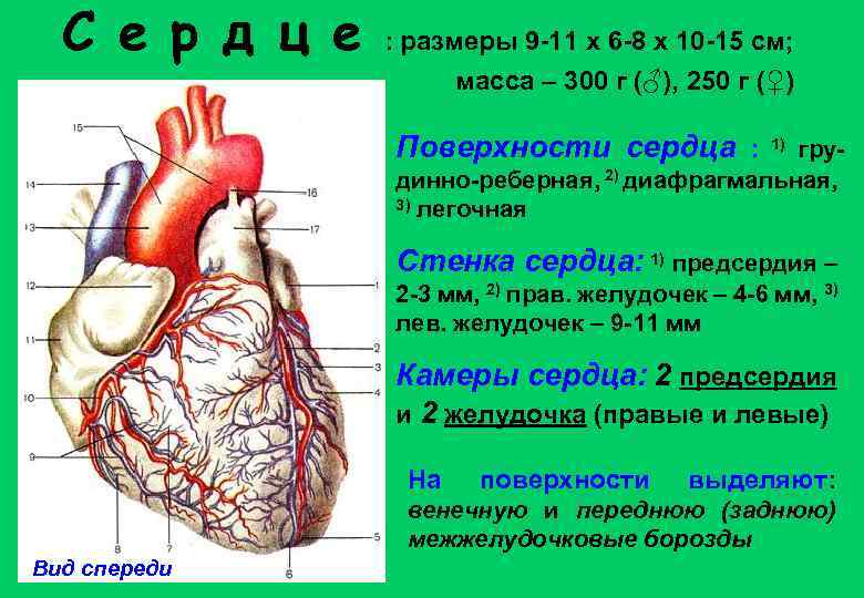 Борозды сердца анатомия картинки