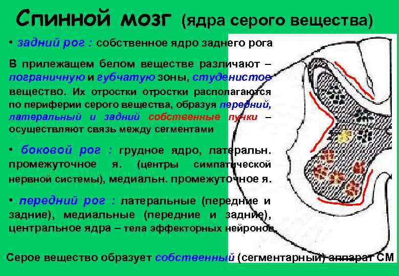 Схема ядра серого вещества спинного мозга