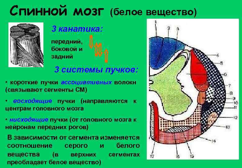 Спинной мозг (белое вещество) 3 канатика: передний, боковой и задний 3 системы пучков: •