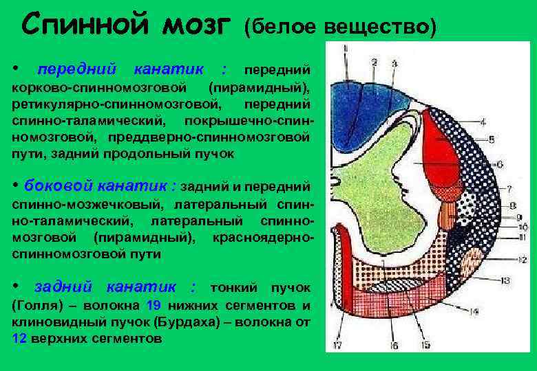 Спинной мозг (белое вещество) • передний канатик : передний корково-спинномозговой (пирамидный), ретикулярно-спинномозговой, передний спинно-таламический,