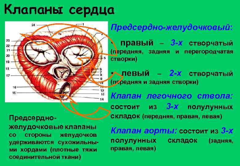 Левый клапан сердца. Предсердножелудочные клапаны. Составляющие предсердно-желудочковых клапанов. Трехстворчатый клапан правый предсердно желудочковый. Из чего состоят предсердно-желудочковые клапаны.