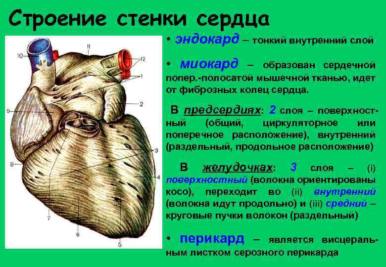 Строение стенки сердца • эндокард – тонкий внутренний слой • миокард – образован сердечной