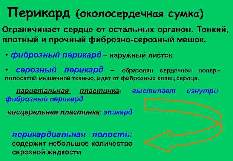 Перикард (околосердечная сумка) Ограничивает сердце от остальных органов. Тонкий, плотный и прочный фиброзно-серозный мешок.