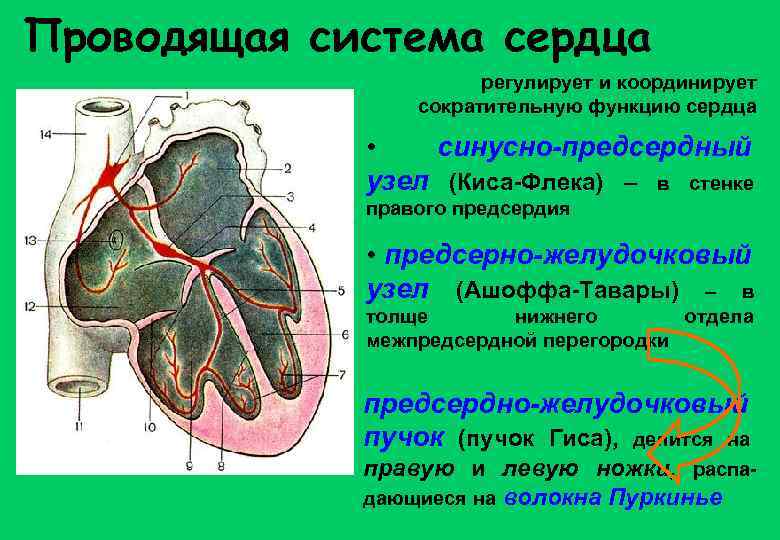 Проводящая система сердца регулирует и координирует сократительную функцию сердца • синусно-предсердный узел (Киса-Флека) –