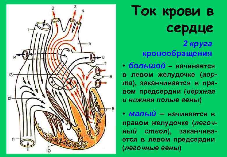 Ток крови в сердце 2 круга кровообращения • большой – начинается в левом желудочке