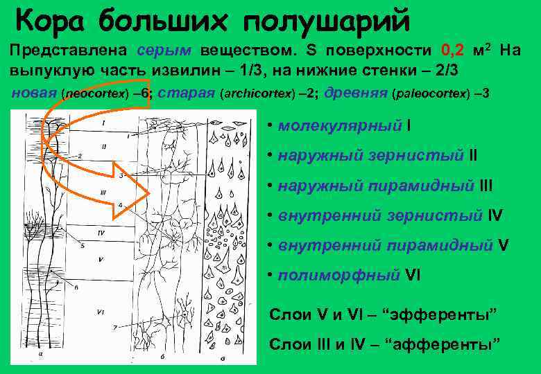 Кора больших полушарий Представлена серым веществом. S поверхности 0, 2 м 2 На выпуклую