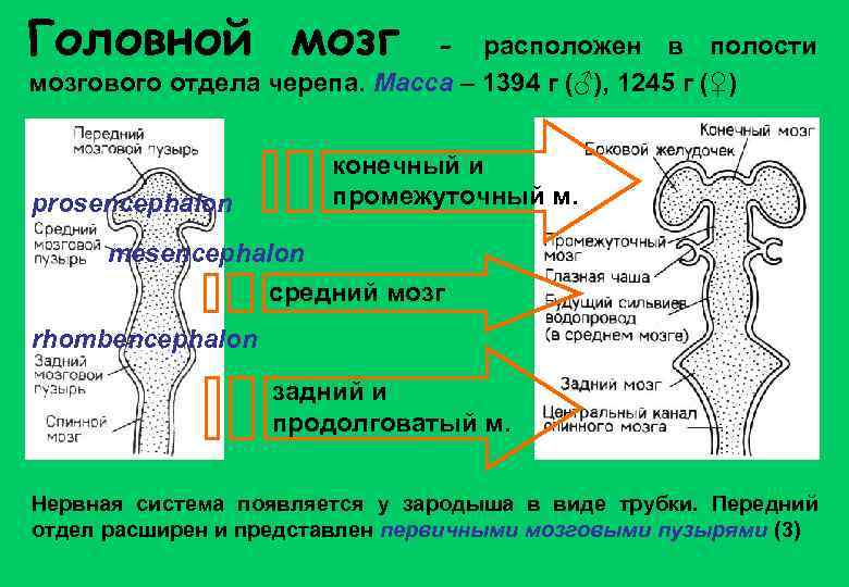 Головной мозг - расположен в полости мозгового отдела черепа. Масса – 1394 г (♂),