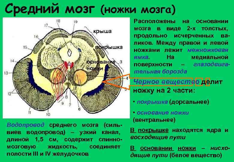 Средний мозг (ножки мозга) крыша покрышка основание ножки Расположены на основании мозга в виде