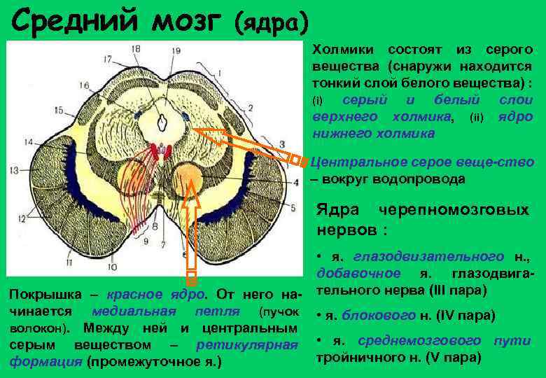 Средний мозг (ядра) Холмики состоят из серого вещества (снаружи находится тонкий слой белого вещества)