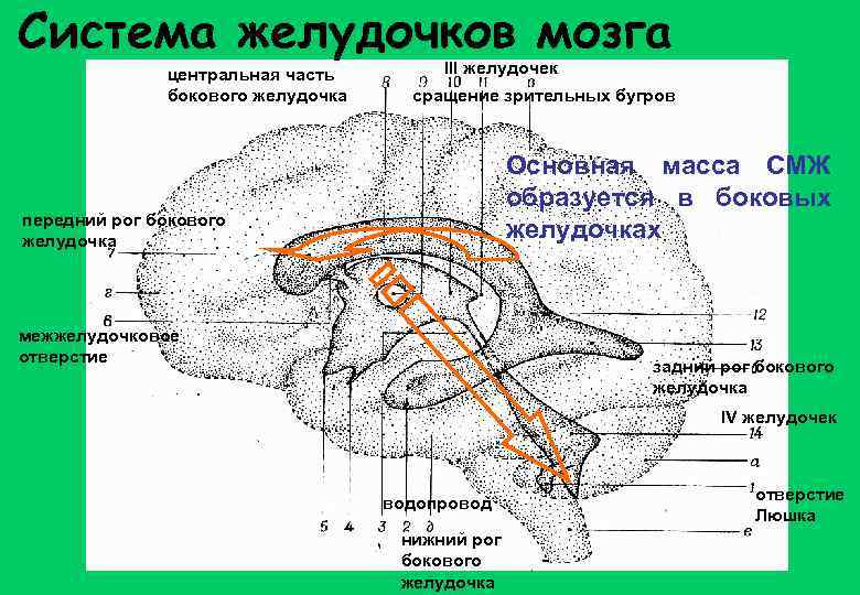 В желудочках головного мозга находится