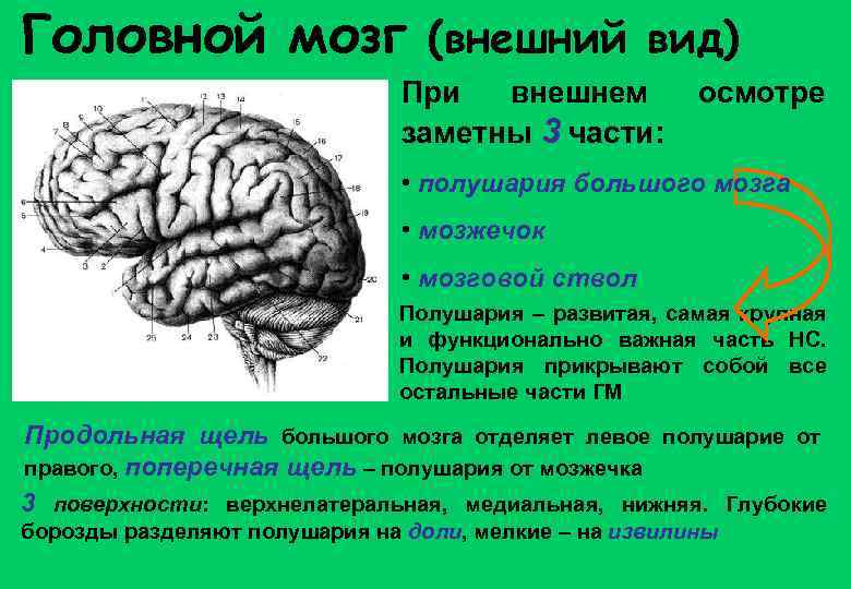 Головной мозг (внешний вид) При внешнем заметны 3 части: осмотре • полушария большого мозга