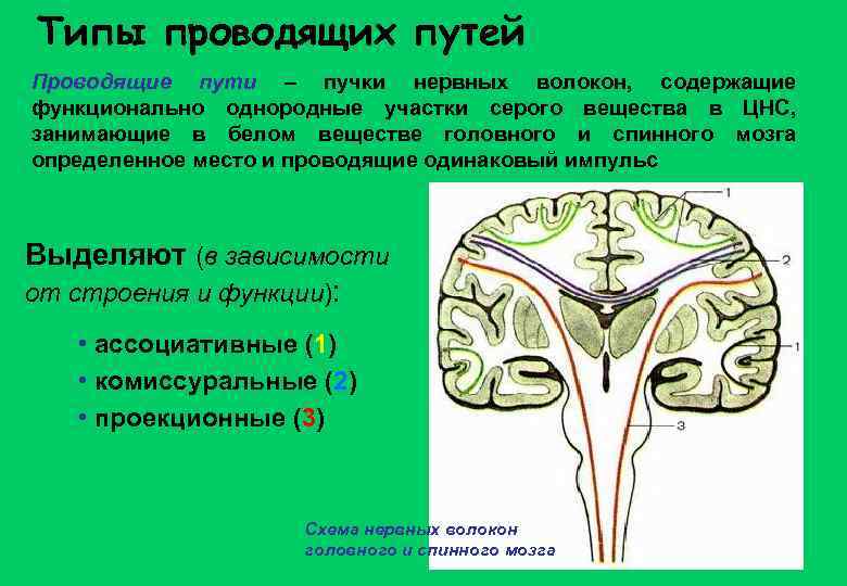 Типы проводящих путей Проводящие пути – пучки нервных волокон, содержащие функционально однородные участки серого