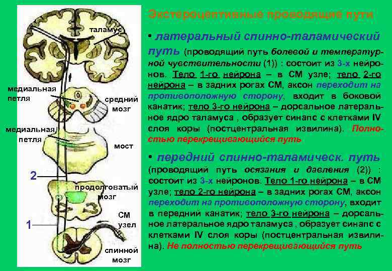 Экстероцептивные проводящие пути таламус медиальная петля 2 1 средний мозг мост продолговатый мозг СМ