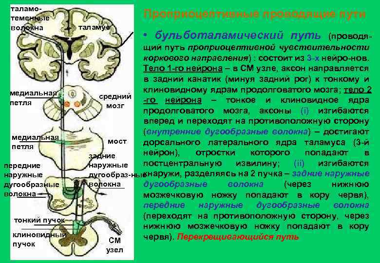 таламотеменные волокна медиальная петля передние наружные дугообразные волокна тонкий пучок клиновидный пучок Проприоцептивные проводящие