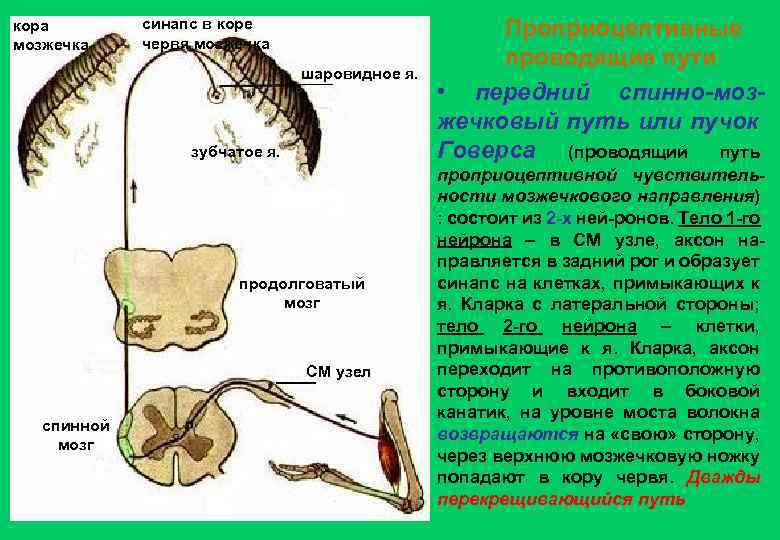 кора мозжечка синапс в коре червя мозжечка шаровидное я. зубчатое я. продолговатый мозг СМ