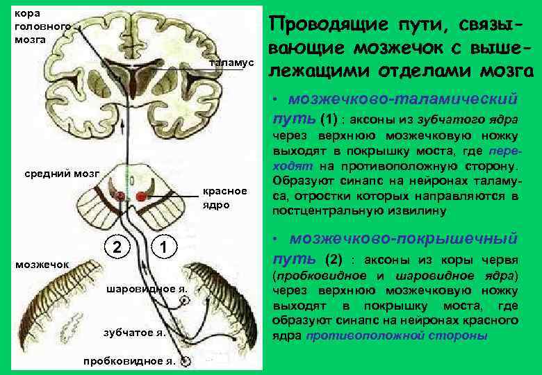 кора головного мозга таламус Проводящие пути, связывающие мозжечок с вышележащими отделами мозга • мозжечково-таламический