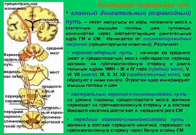 прецентральная извилина таламус Корковоядерный путь медиальная петля перекрест пирамид передний корковоспинномозговой путь средний мозг