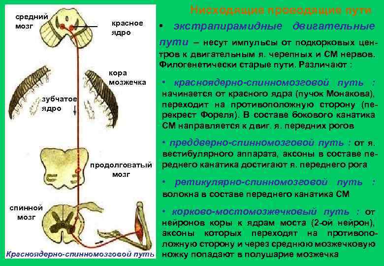 средний мозг Нисходящие проводящие пути красное ядро кора мозжечка • экстрапирамидные двигательные пути –