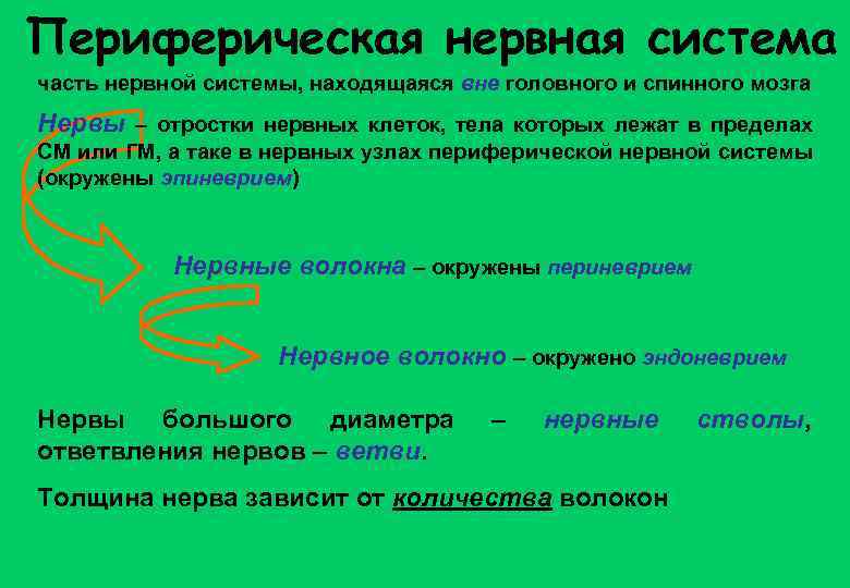 Периферическая нервная система часть нервной системы, находящаяся вне головного и спинного мозга Нервы –