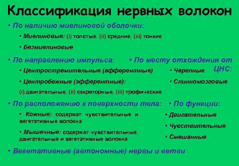 Классификация нервных волокон • По наличию миелиновой оболочки: • Миелиновые: (i) толстые, (ii) средние,