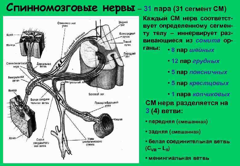 Спинномозговые нервы – 31 пара (31 сегмент СМ) Каждый СМ нерв соответствует определенному сегменту