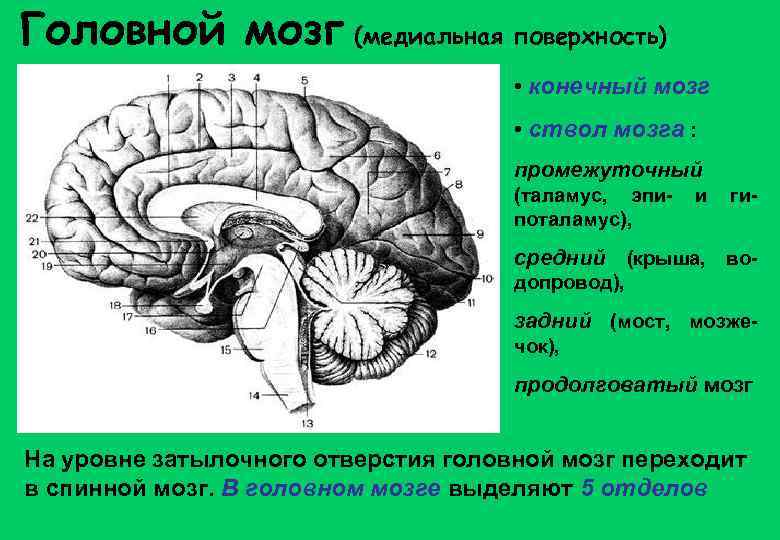 Головной мозг (медиальная поверхность) • конечный мозг • ствол мозга : промежуточный (таламус, эпипоталамус),