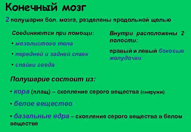 Конечный мозг 2 полушария бол. мозга, разделены продольной щелью Соединяются при помощи: • мозолистого