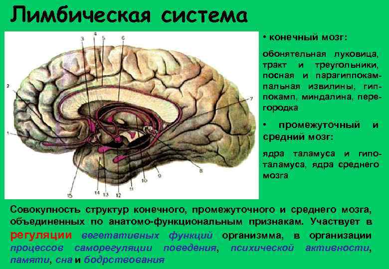 Лимбическая система • конечный мозг: обонятельная луковица, тракт и треугольники, посная и парагиппокампальная извилины,