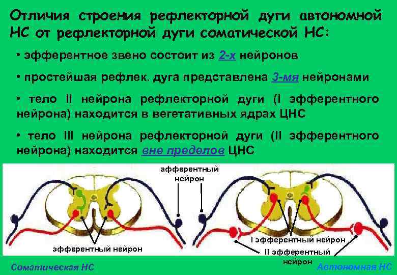 Отличия строения рефлекторной дуги автономной НС от рефлекторной дуги соматической НС: • эфферентное звено