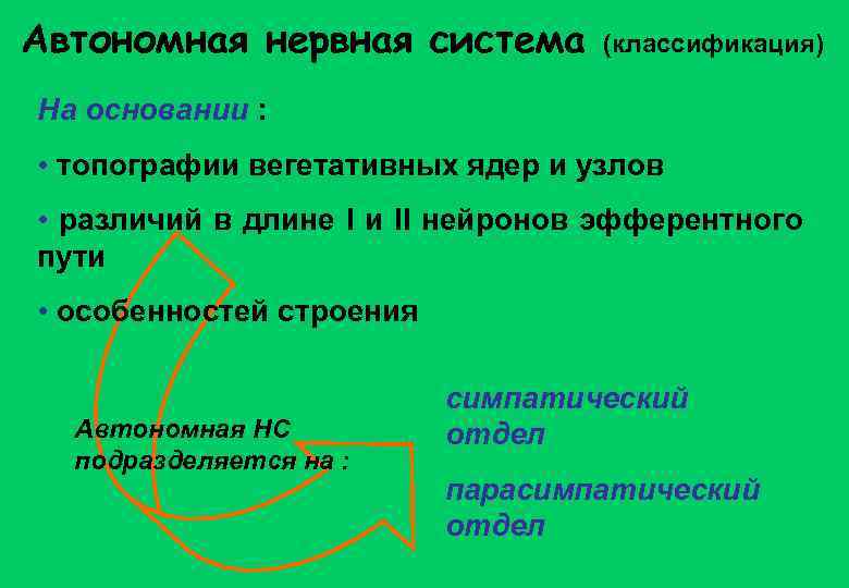 Автономная нервная система (классификация) На основании : • топографии вегетативных ядер и узлов •