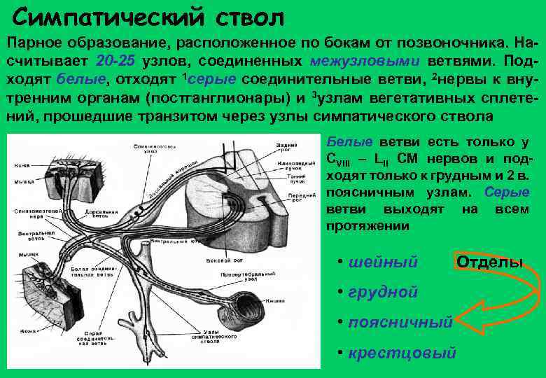 Симпатический ствол Парное образование, расположенное по бокам от позвоночника. Насчитывает 20 -25 узлов, соединенных