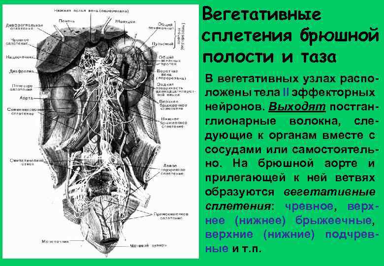 Вегетативные сплетения брюшной полости и таза В вегетативных узлах расположены тела II эффекторных нейронов.