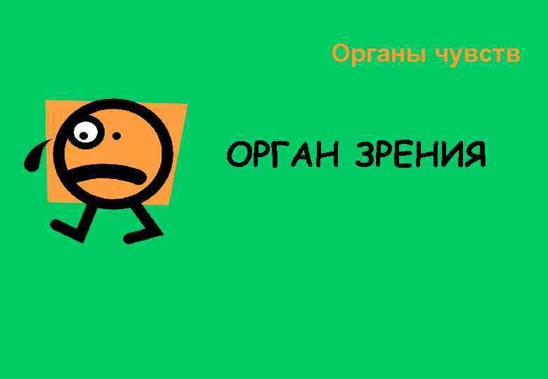 Органы чувств ОРГАН ЗРЕНИЯ 