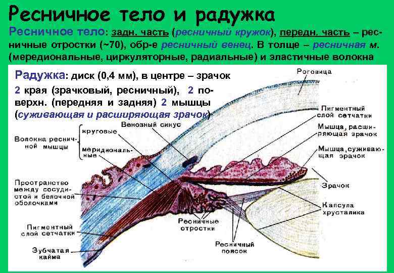 Ресничное тело. Ресничное тело глаза строение. Цилиарное тело глаза строение. Цилиарное тело функции. Цилиарное тело строение и функции.