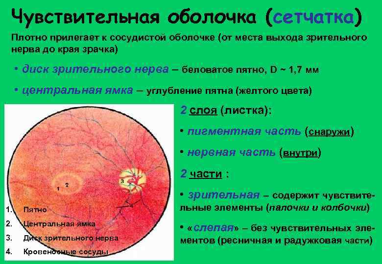 Чувствительная оболочка (сетчатка) Плотно прилегает к сосудистой оболочке (от места выхода зрительного нерва до