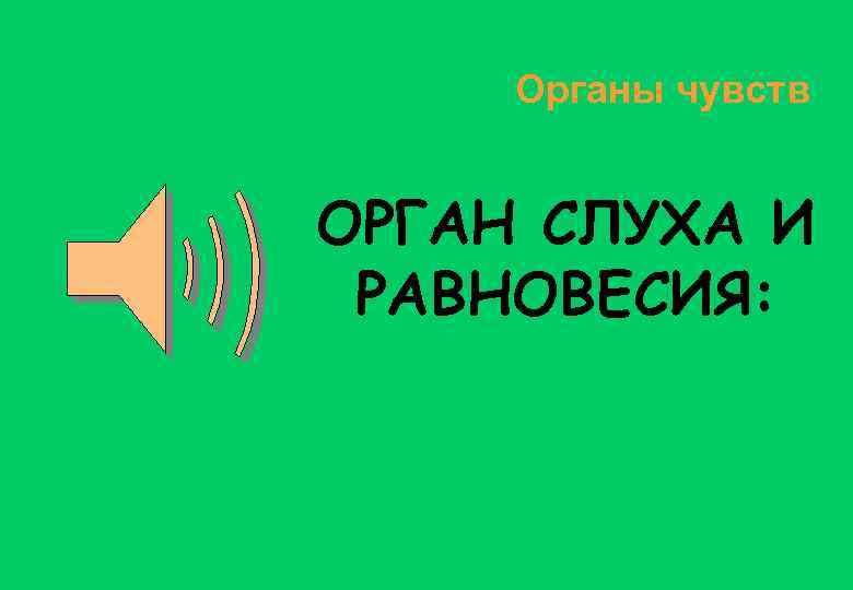 Органы чувств ОРГАН СЛУХА И РАВНОВЕСИЯ: 