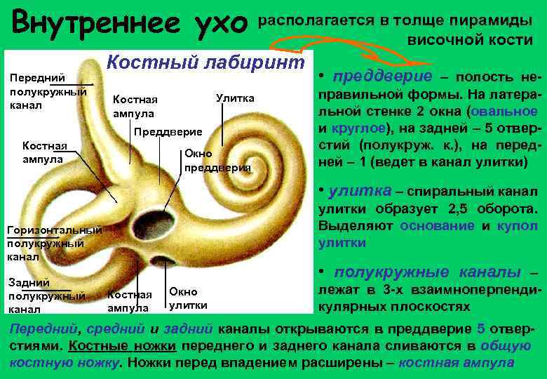 Как устроено внутреннее ухо. Внутреннее ухо анатомия костный Лабиринт. Костный Лабиринт костная улитка. Костный Лабиринт анатомия строение. Полукружные каналы Лабиринта внутреннего уха.