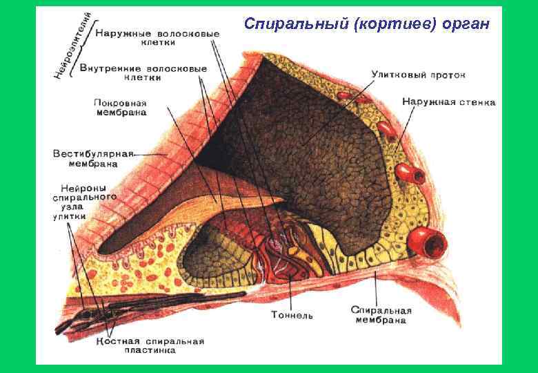 Спиральный (кортиев) орган 