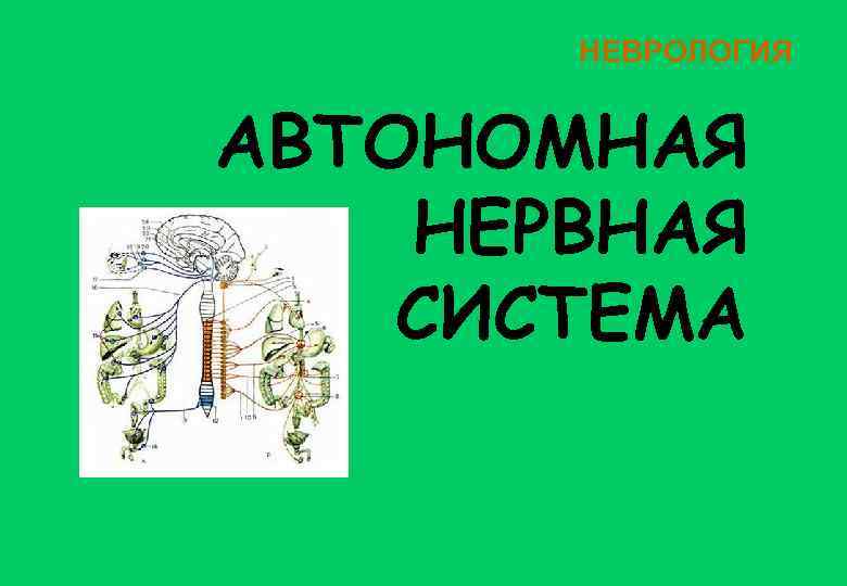 НЕВРОЛОГИЯ АВТОНОМНАЯ НЕРВНАЯ СИСТЕМА 