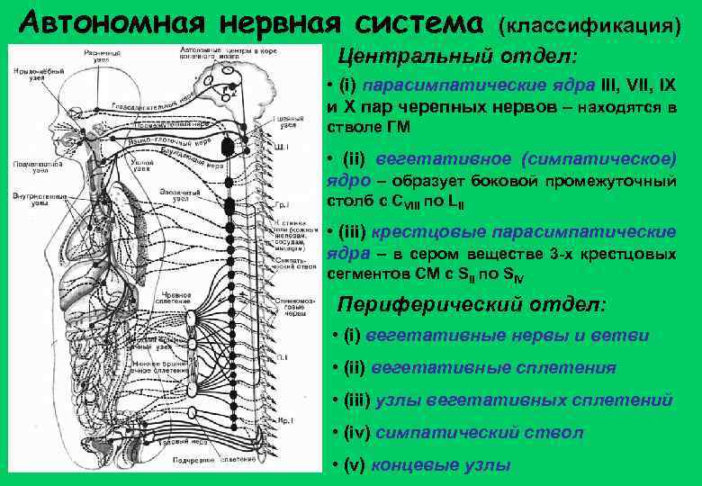 Автономная нервная система (классификация) Центральный отдел: • (i) парасимпатические ядра III, VII, IX и