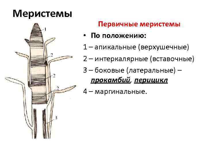 Каким растениям характерен вставочный рост